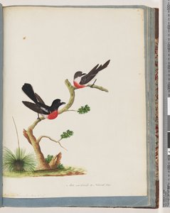 Side 73. Scarlet Robins av Unknown artist