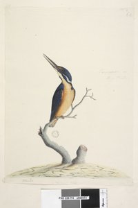Side 74. Ter,re,a,mar eller King Fisher. nederst til venstre i annen hånd Alcedo. nederst i midten i tredje hånd Naturlig størrelse Azure Kingfisher Alyone azurea, 1791-92 av Unknown artist
