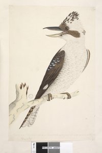 Side 75. Dacelo. langs nedre kant i forskjellig hånd Naturlig størrelse. Den ytre og midtre tåen er koblet til det andre leddet, den midtre og indre til det første. Laughing Jackass Dacelo gigas, 1791-92 av Unknown artist
