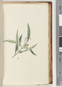 Side 75. Uidentifisert plante av Unknown artist