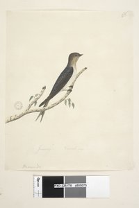 Side 76. Hirundo. på nedre senter i annen hånd januar Naturlig størrelse Velkommen Svale Hirundo neoxena, 1791-92 av Unknown artist