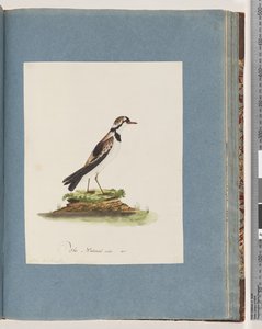 Side 79. Svart-fronted Dotterel. Charadrius Hiaticula av Unknown artist