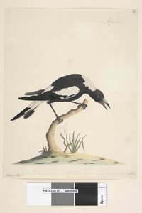 Side 7. Barita. følgende tittel i annen hånd 1/2 av den naturlige størrelsen. en annen tone i en tredje hånd, lyder Denne fuglen har en svært uvanlig og ikke ubehagelig tone. Svart, Rygget Magpie Gymnorhina tibicen, 1791-92 av Unknown artist