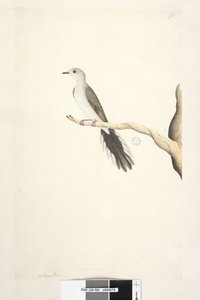Side 80. Columba. over tittel i annen hånd mai. Naturlig størrelse Diamond Dove Geopelia cuneata, 1791-92 av Unknown artist