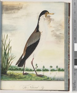 Side 80. Maskevippe eller spore, bevinget håkjerring av Unknown artist