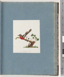 Side 81. Scarlet Robin av Unknown artist