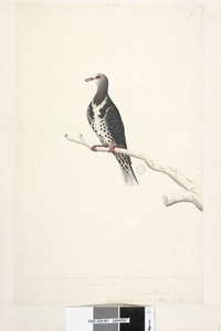 Side 81. Wunga, Wungee Pigeon. Tegnet etter målestokk 1/2 naturlig størrelse. To av disse Pidgeons ble nå sett for første gang desember 1791 ... ligner på ... Wonga Pigeon Leucosarcia melanoleuca, 1791-92 av Unknown artist