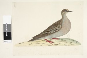 Side 82. Bronsevinge. nederst i midten i annen hånd Naturlig størrelse Vanlig bronsedue Phaps chalcoptera, 1791-92 av Unknown artist