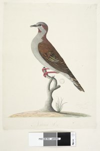 Side 83. Bronsevinget due. nederst i midten i forskjellig hånd Naturlig størrelse Børste Bronzewing Pigeon Phaps elegans, 1791-92 av Unknown artist