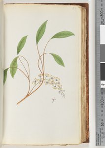 Side 83. Uidentifisert plante av Unknown artist