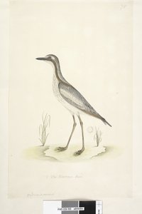 Side 85. Ødiknemus. nederst i midten i annen hånd 1/2 av den naturlige størrelsen Southern Stone, Curlew Burhinus magnirostris, 1791-92 av Unknown artist