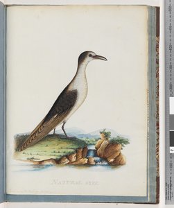 Side 85. Sotet tern. Sterna nova Hollandae. New Holland Tern av Unknown artist