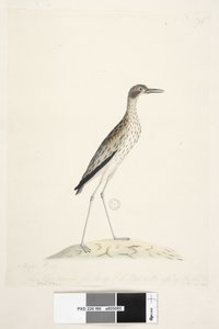 Side 86. En nattfugl. Ødiknemus. langs nedre kant i annen hånd Denne fuglen målt fra spissen av nebben til ytterkanten. av midl. tå 30 tommer Southern Stone, Curlew Burhinus magnirostris, 1791-92 av Unknown artist