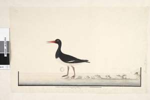 Side 87. Hematopus. nederst til høyre i annen hånd september. langs nedre kant i tredje hånd Hannen og hunnen er alltid sett sammen på steinene og lavpunkter, men har fullstendig forlatt havnen fra å bli ofte forstyrret, iris er veldig lys. av Unknown artist