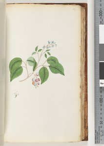Side 87. Uidentifisert plante av Unknown artist
