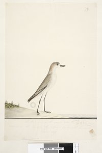 Side 88. Charadrius. under rammelinjen i annen hånd Denne fuglen løper på bakken som Sandlerken og er veldig vanlig på sanden i de forskjellige delene av havnen. under denne i tredje hånd Naturlig størrelse Rød, avkortet Dotterel Charadrius alexandrinu av Unknown artist