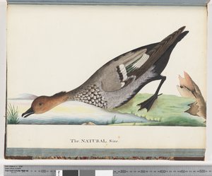Side 88. And av Unknown artist