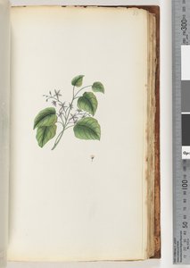 Side 88. Uidentifisert plante av Unknown artist