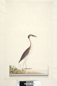 Side 89. Ardea ..?.. Nankeen Night, Heron Nycticorax caledonicus, 1791-92 av Unknown artist
