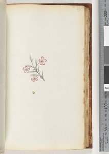Side 89. Ingen inskripsjon. Uidentifisert plante av Unknown artist