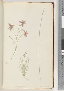 Side 8. Chlamysporum Sal. i Par Lond. nr. 35 av Unknown artist