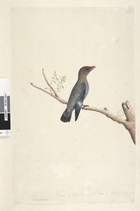 Side 8. Coraciae. langs nedre kant i annen hånd oktober. Redusert til halvparten av størrelsen på fuglen ble tegningen hentet fra Dollar, Bird Eurystomus orientalis, 1791-92 av Unknown artist