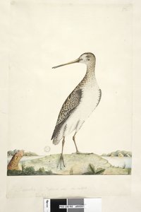 Side 92. Scolopax. over tittel i annen hånd desember. Naturlig størrelse, iris tvilsom japansk snipe Gallinago hardwickii, 1791-92 av Unknown artist