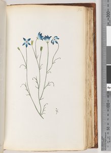 Side 92. Uidentifisert plante av Unknown artist