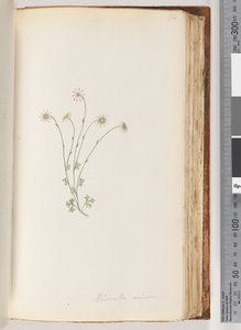 Side 94. Eriocalia minor av Unknown artist
