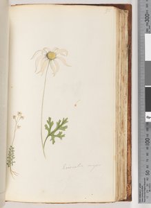 Side 95. Eriocalia major av Unknown artist