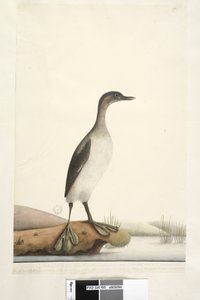 Side 95. Podicepha. langs nedre kant i annen hånd september. Fuglens naturlige størrelse, fjærene har en veldig fin tekstur, spesielt de på brystet som har et skinnende silkeaktig utseende, flyr sjelden mer enn 50 eller 60 meter. Vingen har av Unknown artist