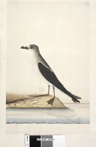 Side 96. Bird of Norfolk Island av Unknown artist