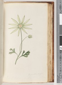 Side 96. Eriocalia major. Dette tror jeg er den sanne fargen av Unknown artist