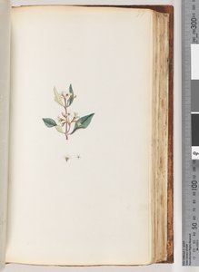 Side 97. Uidentifisert plante av Unknown artist