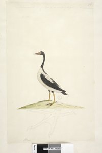 Side 98. Anas. langs øvre kant i annen hånd Denne fuglen er omtrent på størrelse med en gås. Nedenfor er en omriss av foten tegnet i naturlig størrelse Pied Goose Anseranas semipalmata, 1791-92 av Unknown artist