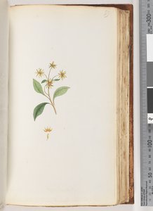 Side 99. Uidentifisert plante av Unknown artist