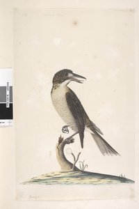 Side 9. Vanga. øverst til venstre i annen hånd juli, naturlig størrelse Grå slakterfugl Cracticus torquatus hunn, 1791-92 av Unknown artist