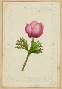 [Rosa blomsterkort] av Unknown artist