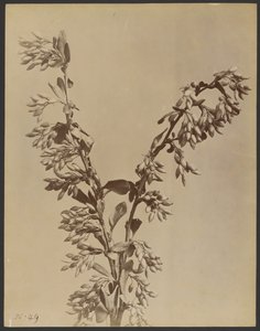 [Plante med klynger av belger] av Unknown artist