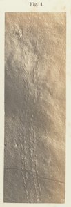 Plate 41. Figur 4 av Unknown artist