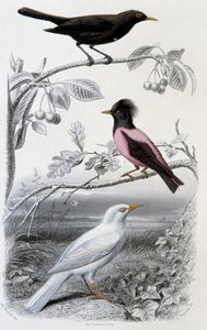 Naturhistorisk plate: Svarttrost, hvit svarttrost og rosa svarttrost - i “”Oeuvres de Buffon””, red. Furne Jouvet & cie, Paris av Unknown artist