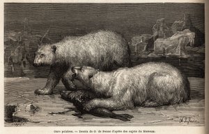 Isbjørner på ispakken slår en sel de nettopp har fanget. Gravering for å illustrere reisen til det frie havet på den arktiske polen, av doktor Hayes, kirurg ved den amerikanske marinen, i 1860-1862, publisert i "Le tour du monde, nouveau journal des voyag av Unknown artist