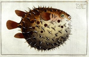 Piggsvinfisk etter Marc Elieser Bloch Ichtyologie Paris - Berlin - London 1787. av Unknown artist
