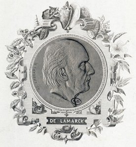 Portrett av Jean Baptiste Lamarck - gravering av Unknown artist