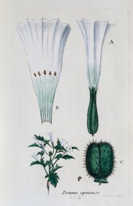 Stikkende eple (datura, vanlig jisongweed) av Unknown artist