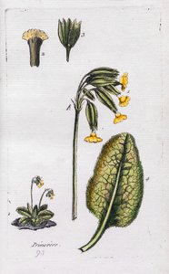 Primula av Unknown artist
