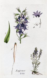 Rapunsel av Unknown artist