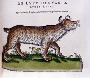 Representasjon av en gaupe (ulv - hjort) - Historia Animalium de Conrad Gesner (1516 - 1565), Tiguri av Unknown artist