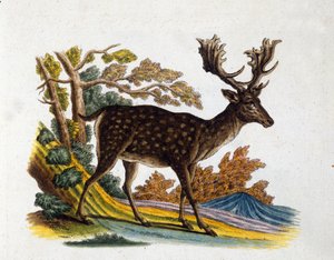 Representasjon av et reinsdyr. 1700-talls gravering av Unknown artist