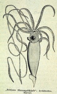 Representasjon av en Architeuthis Harveyi, gigantisk blekksprut. av Unknown artist